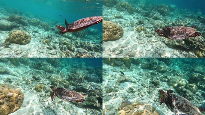 马尔代夫海洋中的海龟