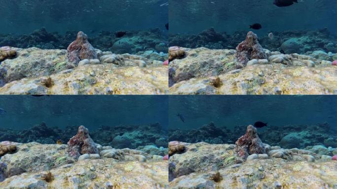 珊瑚礁上的章鱼 (章鱼)。