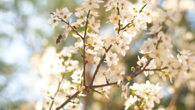 春天到了!蜜蜂树枝花朵