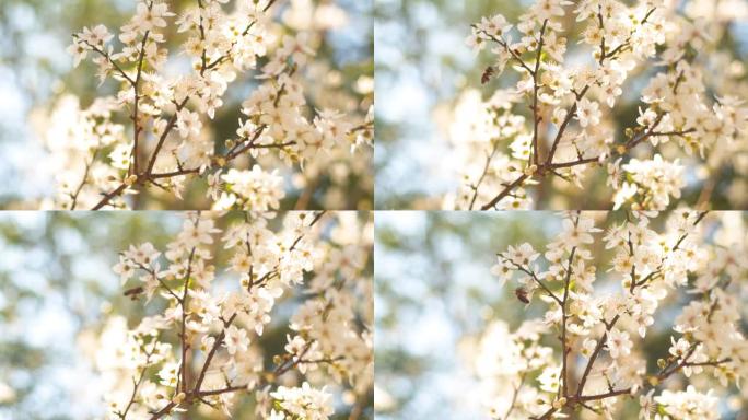 春天到了!蜜蜂树枝花朵