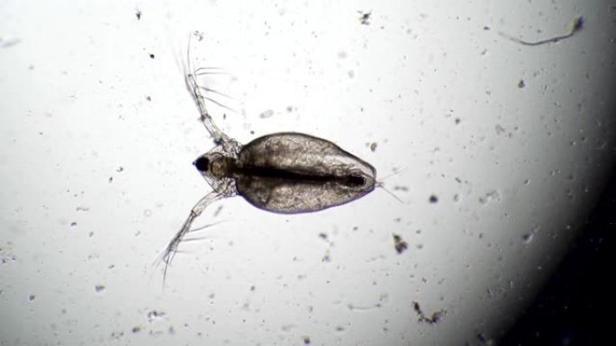 在慢动作的显微镜下活的甲壳类水蚤