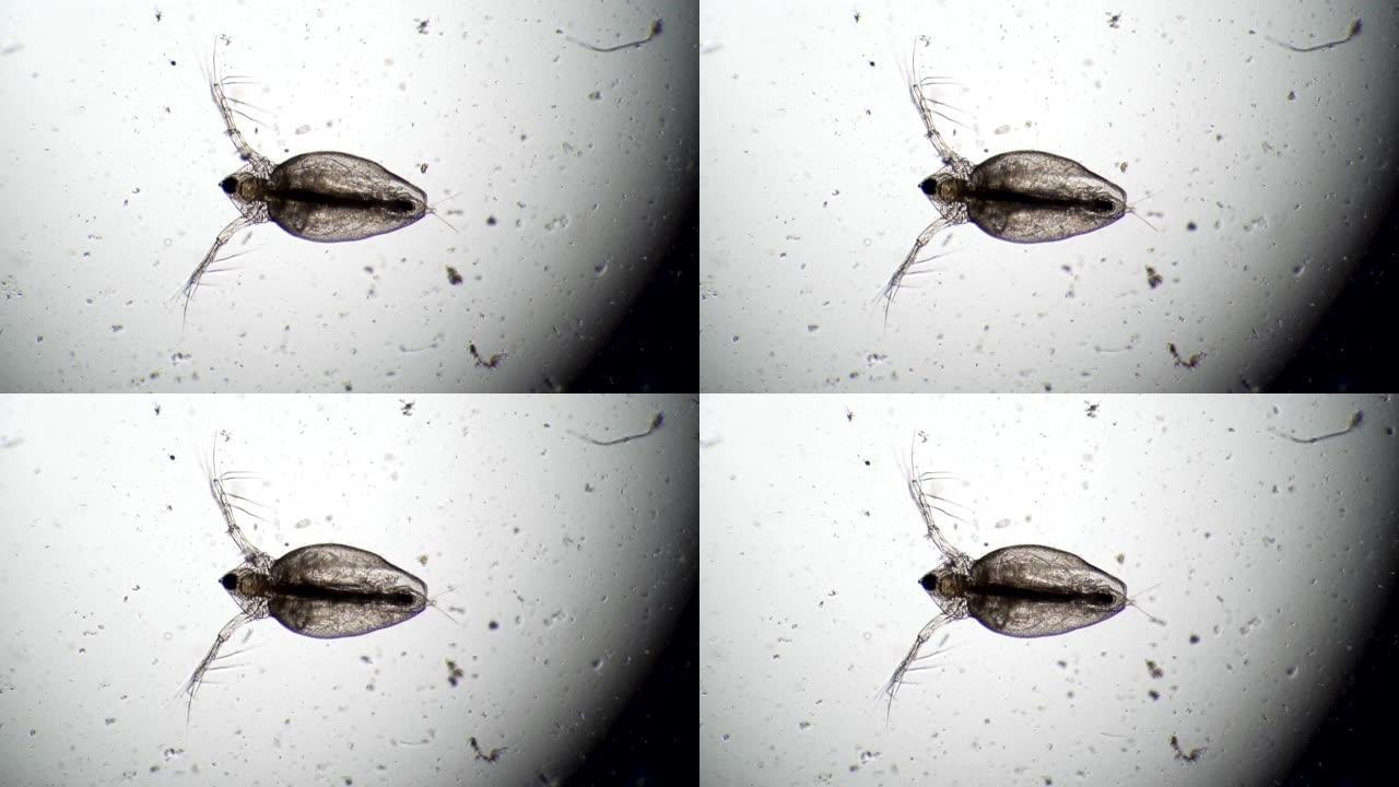 在慢动作的显微镜下活的甲壳类水蚤
