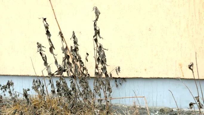 干草在房屋粗糙墙的背景下随风飘动。