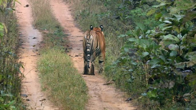 美丽的孟加拉老虎 (panthera tigris) in its自然栖息地