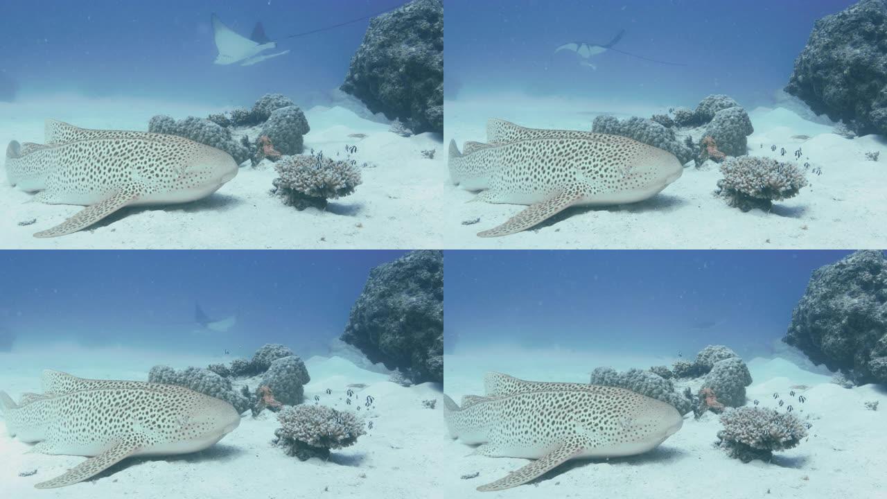 水下拍摄的斑马鲨鱼的镜头，背景是斑点的鹰射线和remora，潜水时是POV。红色相机。