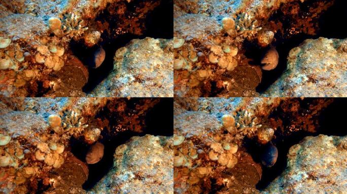 水下黄色海鳗海底世界海洋生物三亚潜水深海