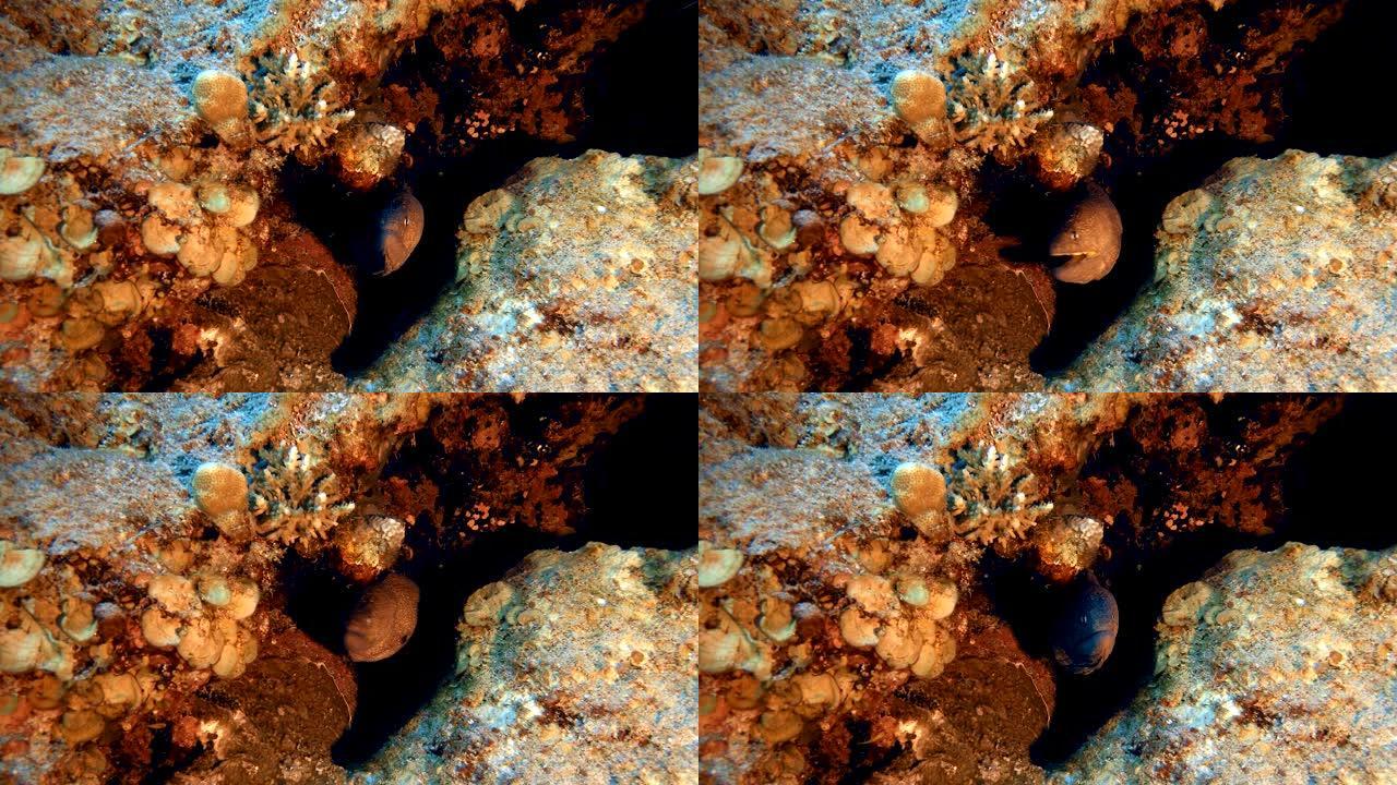 水下黄色海鳗海底世界海洋生物三亚潜水深海