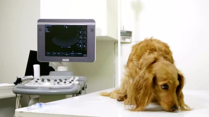 兽医在兽医诊所将导管放在腊肠狗的爪子里。4K