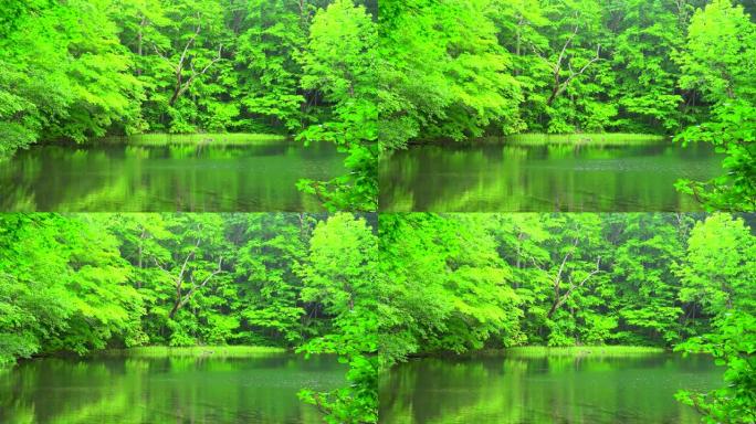 日本青森绿林池塘日本青森绿林池塘