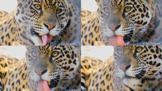 美洲虎的特写镜头实拍微距猛兽伸舌头猛虎