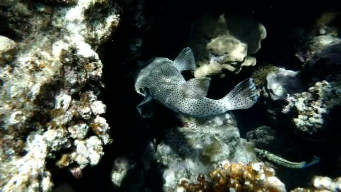 隐藏在珊瑚礁内的斑鳍斑鱼。非洲埃及马萨阿拉姆阿布·达巴布红海斑点豪猪鱼 (diodin hystri