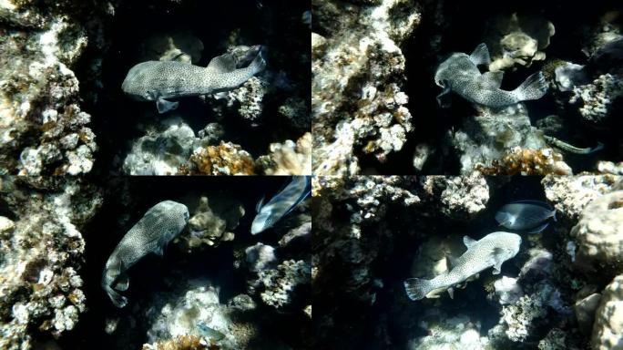 隐藏在珊瑚礁内的斑鳍斑鱼。非洲埃及马萨阿拉姆阿布·达巴布红海斑点豪猪鱼 (diodin hystri