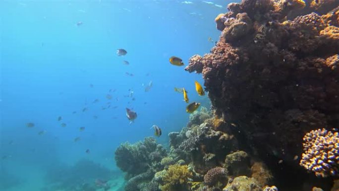 美丽的珊瑚礁上的海洋生物与红海上的黄色蝴蝶鱼-Marsa Alam-埃及