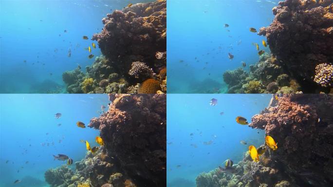 美丽的珊瑚礁上的海洋生物与红海上的黄色蝴蝶鱼-Marsa Alam-埃及