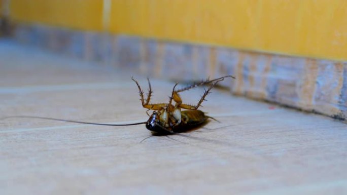 厕所地板上的蟑螂。
