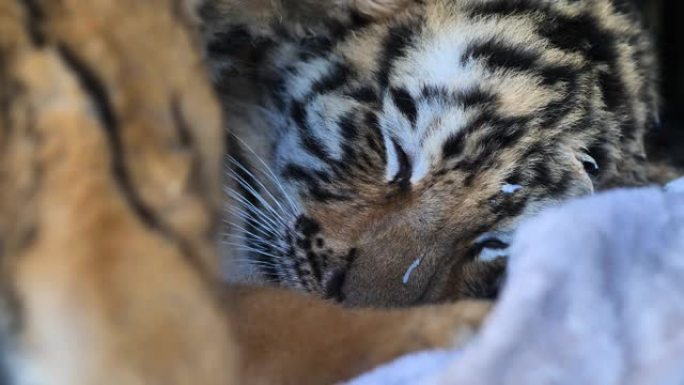 昏昏欲睡的老虎宝宝躺在地上，疲惫的表情，两只虎崽躺在一起，舒适而懒惰，美丽而危险的动物，4k视频，慢