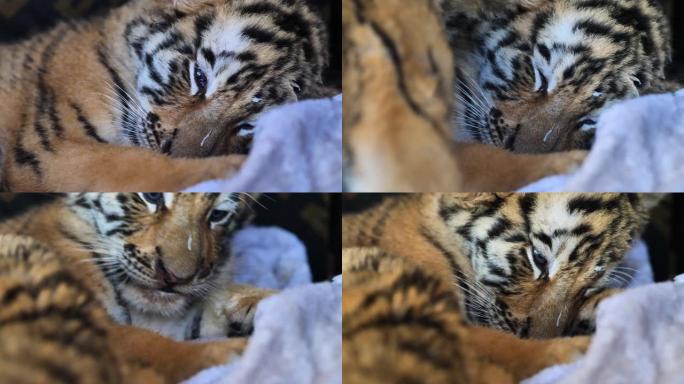 昏昏欲睡的老虎宝宝躺在地上，疲惫的表情，两只虎崽躺在一起，舒适而懒惰，美丽而危险的动物，4k视频，慢