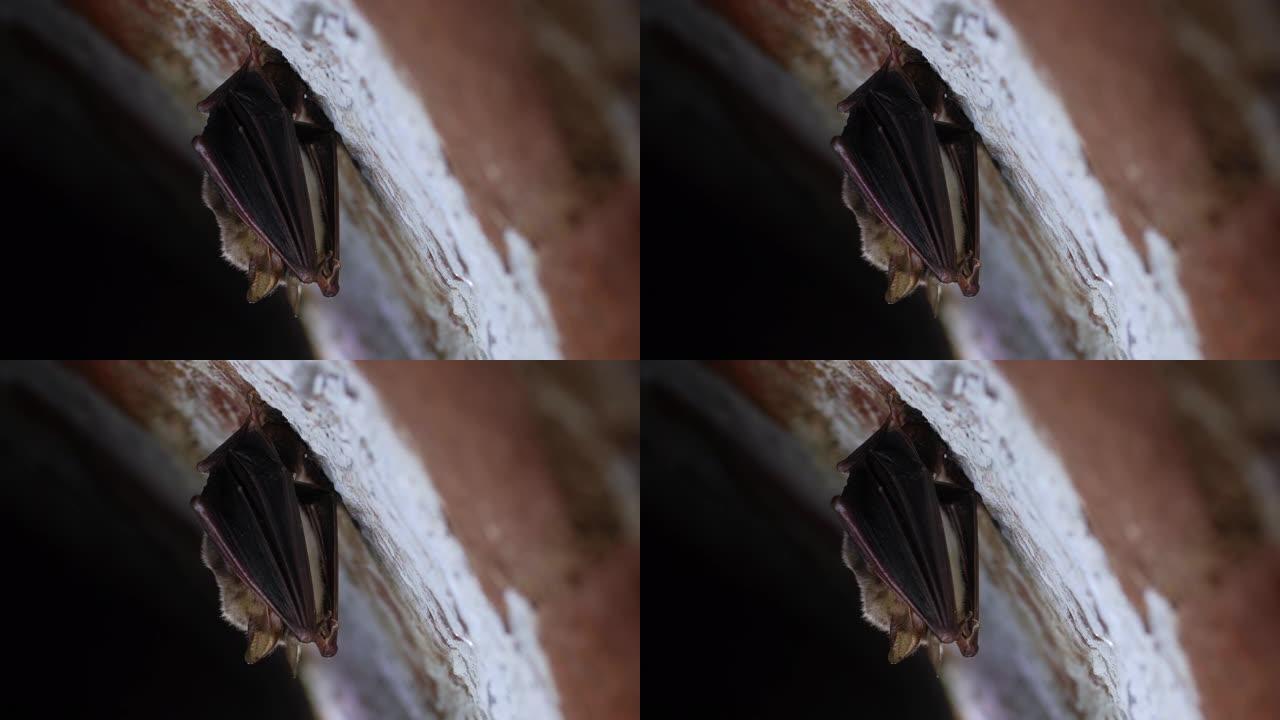 特写奇怪的动物大老鼠耳蝙蝠鼠耳创意野生动物拍摄。