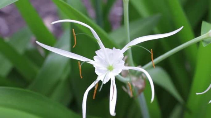澳大利亚汉密尔顿岛的白色hymenocallis littoralis蜘蛛百合花