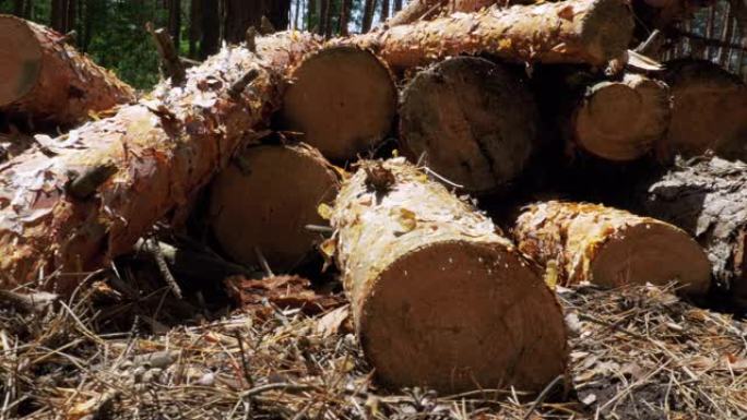 森林里砍伐的树干森林破坏砍伐树木树林伐木