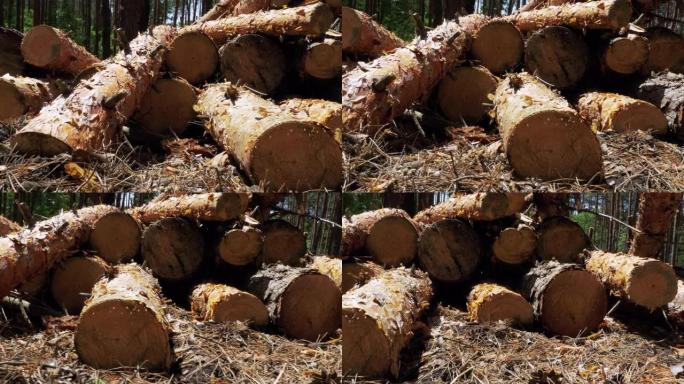 森林里砍伐的树干森林破坏砍伐树木树林伐木
