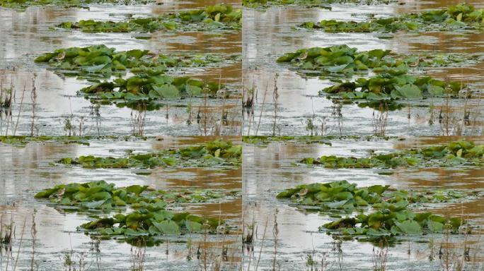水鸟在繁忙的沼泽水中漂浮的睡莲上行走和跳跃