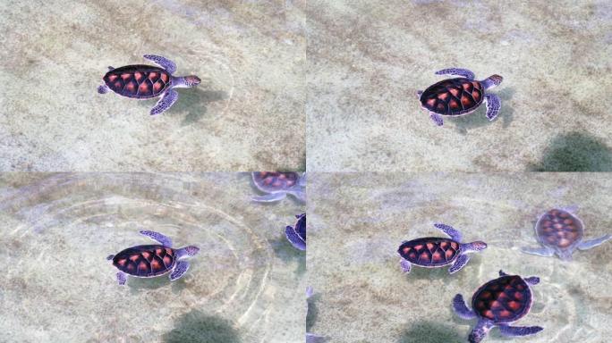 小海龟在孵化池中游泳并在水面上呼吸。特写镜头4K