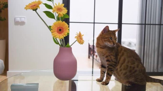 孟加拉猫嗅着粉红色花瓶里美丽的黄色非洲菊花。背景的房间