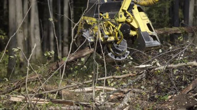 拖拉机的慢动作正在收获松树并锯断它们。森林砍伐，森林砍伐概念。
