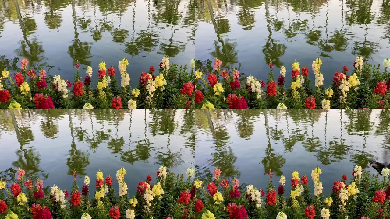 河边五颜六色的花朵