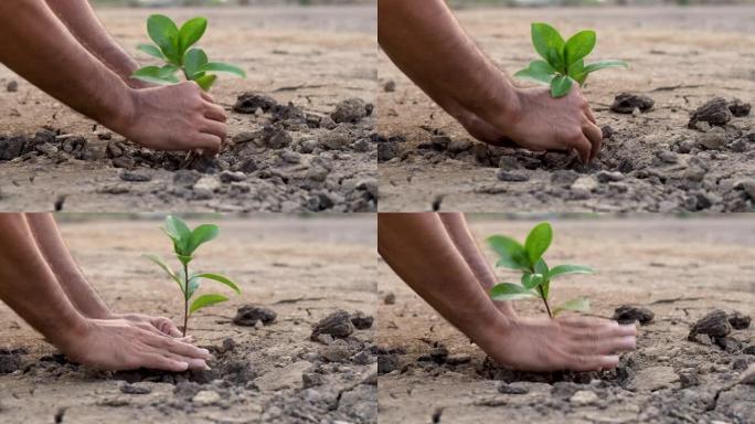 农民双手在干燥的土壤中种植幼树，干旱的概念