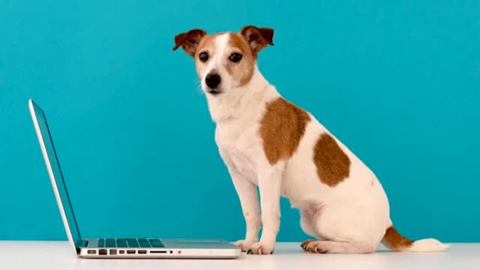 狗在工作室看笔记本电脑