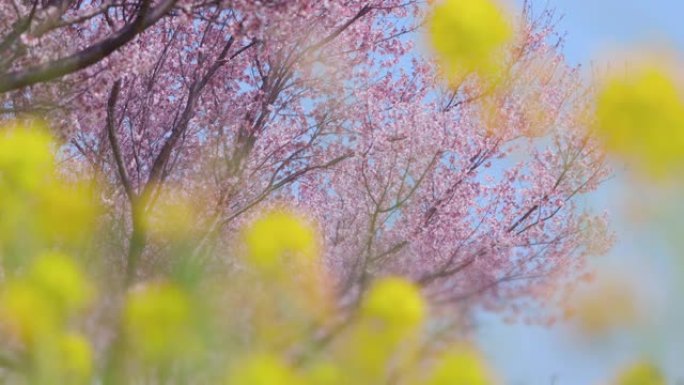 油菜花和樱花在风中摇曳