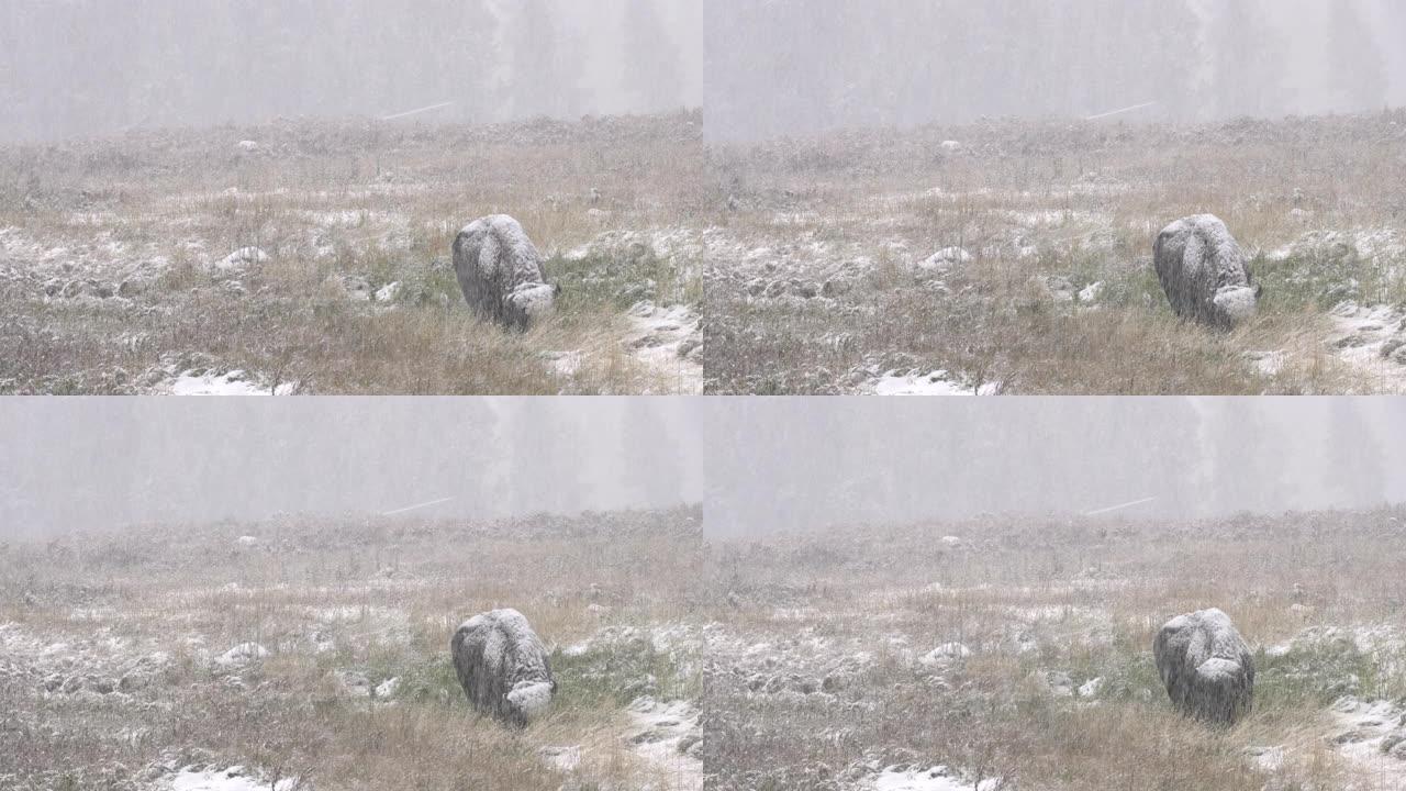 黄石公园秋雪覆盖的野牛公牛