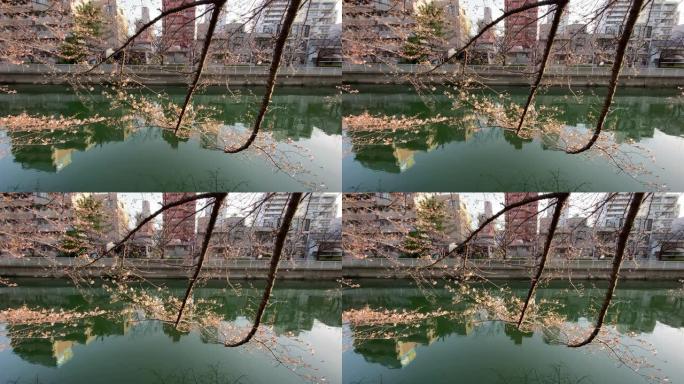 河边樱花开始绽放河边樱花开始绽放日本