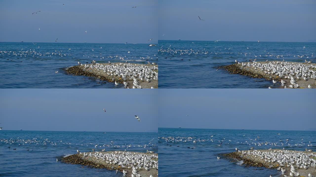 黑海上有很多海鸥。