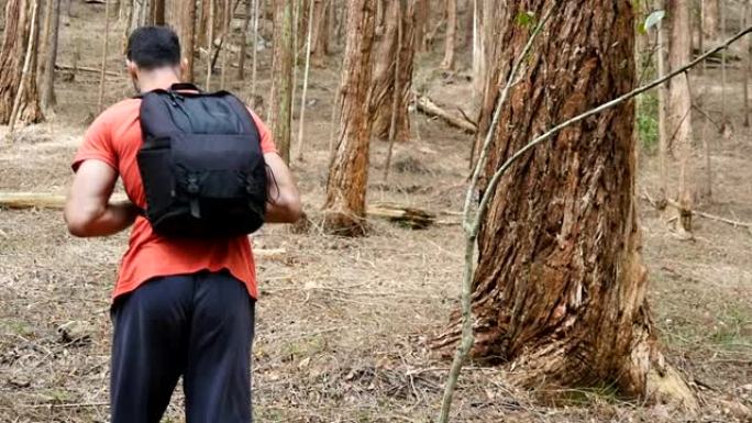 跟随年轻的徒步旅行者背着背包，穿过松树林的高大树木上山。男性背包客在pinery的斜坡上行走。Man
