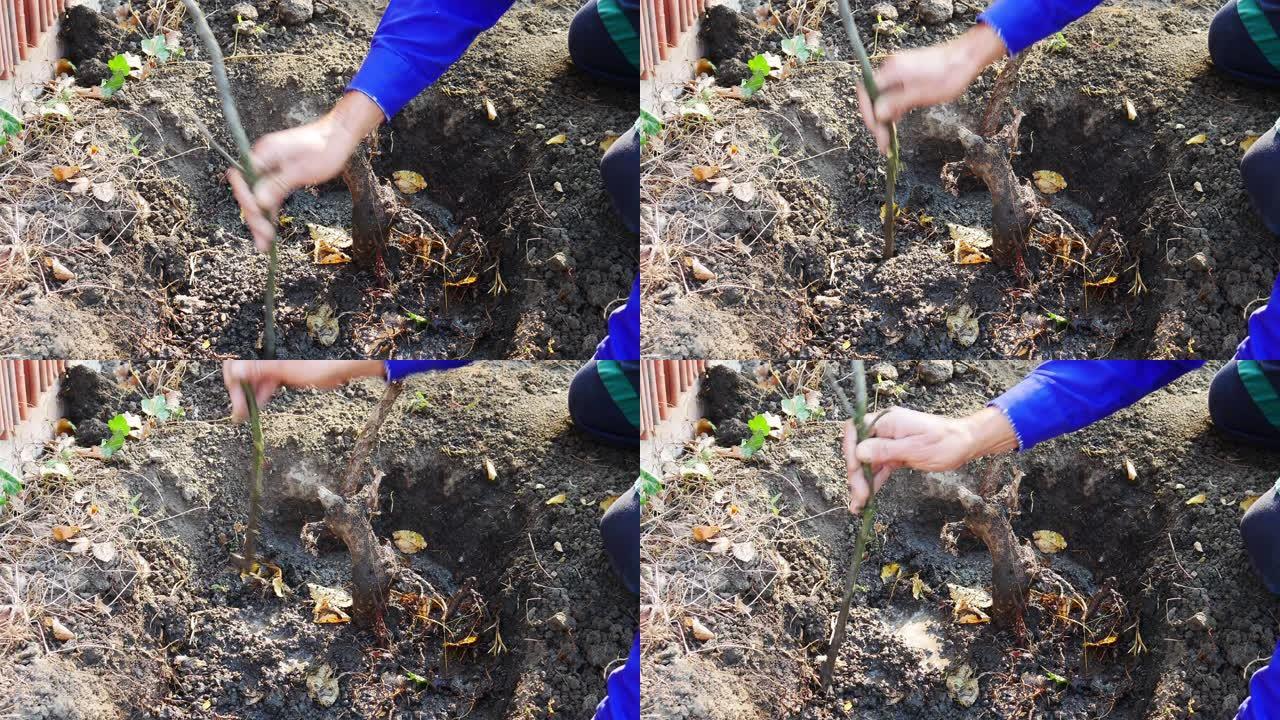 在干燥的土地上种树。一位老人正在挖掘，种植和浇水一种新植物。