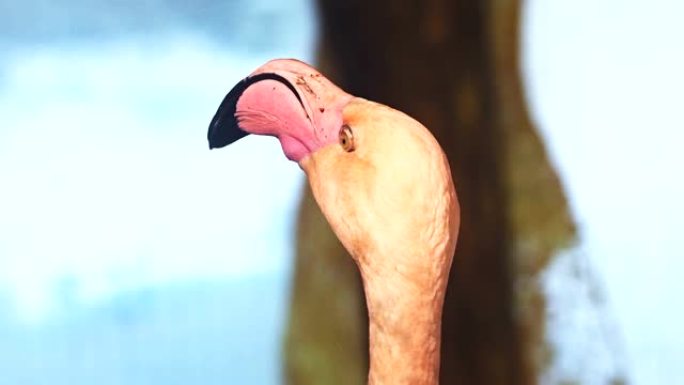 火烈鸟头的宏观细节 (拉丁名Phoenicopterus roseus)。粉红鸟正在用大喙旋转它的头