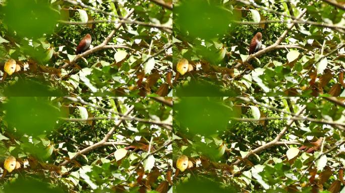 美丽的松鼠布谷鸟巴拿马鸟透过树叶