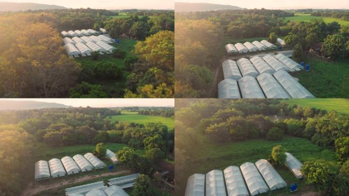 4k日落空中无人机拍摄蔬菜农场，日落黄金时段，温室农业，亚洲，当地创业，春季金色阳光效果，黄叶，落叶