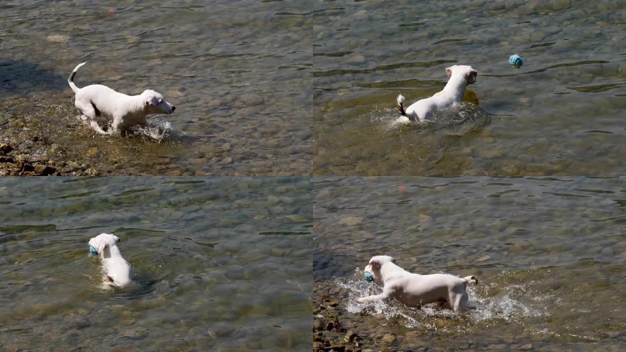 狗水球杰克拉塞尔河边玩耍调皮