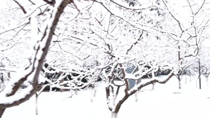 雪后寒林不满意雪大雪过后雪布满枝头公园雪