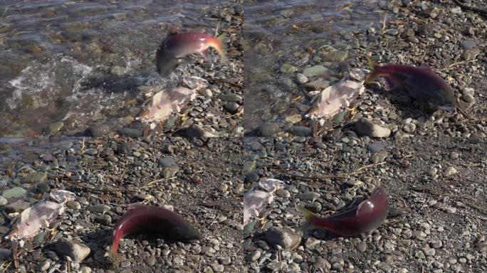 偷猎者渔民在产卵期间在河中捕获了野生红鲑鱼鱼红鲑鱼。