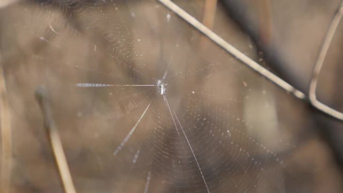 昆虫祈祷被困在蜘蛛丝滑网4K
