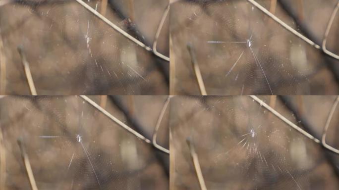 昆虫祈祷被困在蜘蛛丝滑网4K
