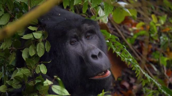 乌甘达安布温迪坚不可摧的国家公园中的大猩猩