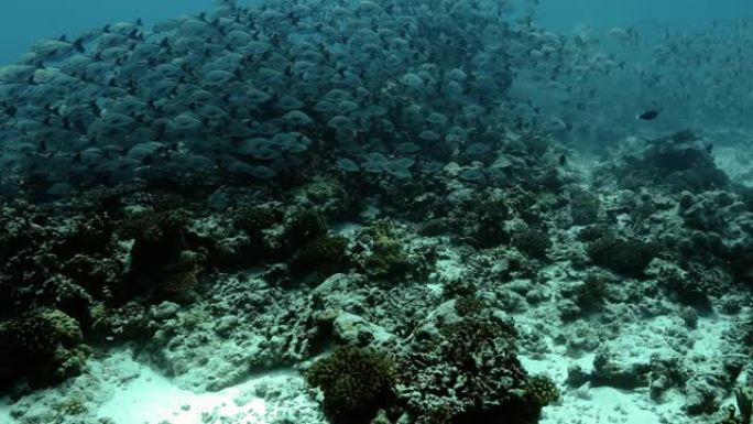太平洋中的毛利人鲷鱼。水下生活，鱼群在水中移动。珊瑚礁附近的热带鱼。在清澈的水中潜水。