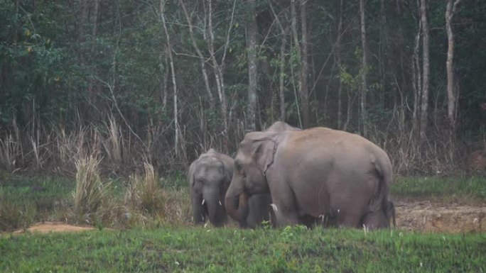 晚上，在泰国亚洲考艾国家公园，亚洲大象家族在森林里吃盐土，这是大象群的特写。慢动作