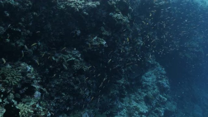 马尔代夫深海礁的anthias鱼和珊瑚鱼学校